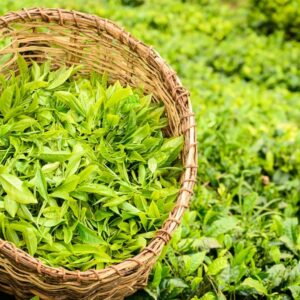 THÉ VERT: Fournit à votre peau des antioxydants bénéfiques et réduit l’apparence des rougeurs